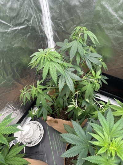 Wilted plant overnight, no clue