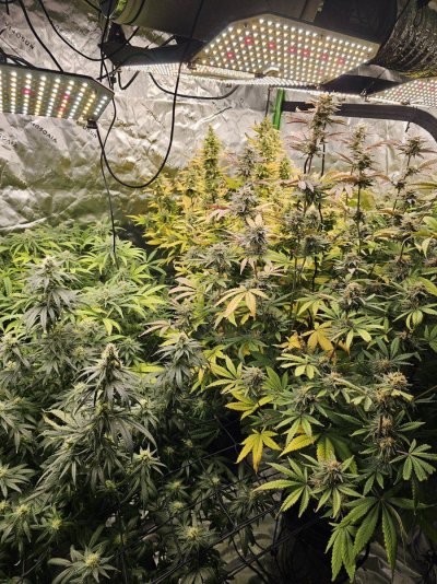 dwc-hydro-root-rot-thoughts-4.jpg