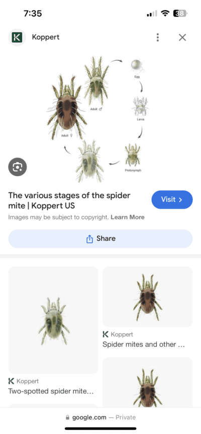 What bug do i have