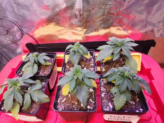Leaves curling with a yellowish and glossy looking tint