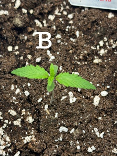whats-wrong-with-my-plants-3.jpeg