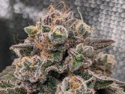 Let's See Your Frostiest Flowers