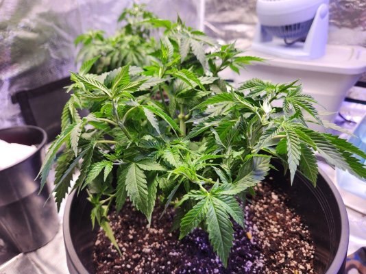 Leaves curling with a yellowish and glossy looking tint
