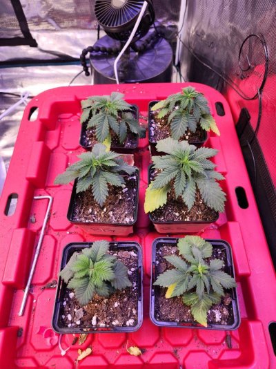 Leaves curling with a yellowish and glossy looking tint