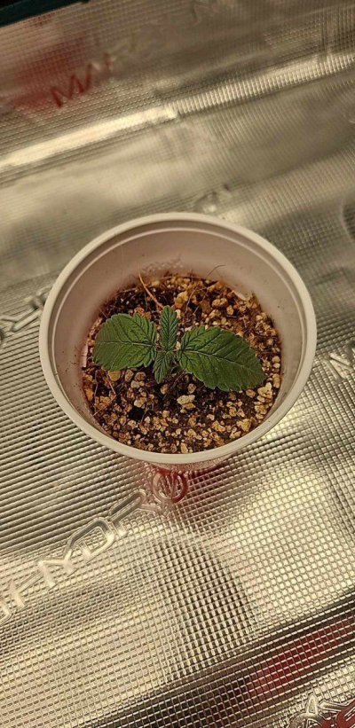 My plant is droopy ash