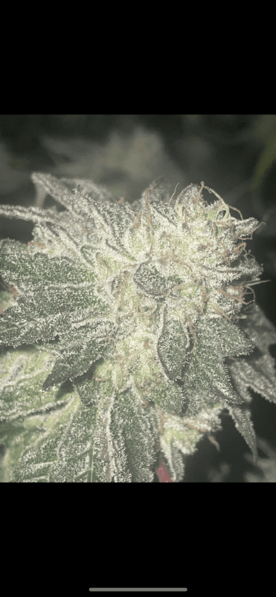 Long time grower. Now that it’s legal I’m willing to share ;)