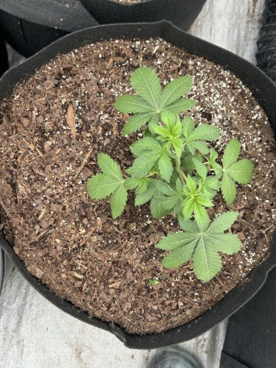 Outdoor grow northern New Mexico