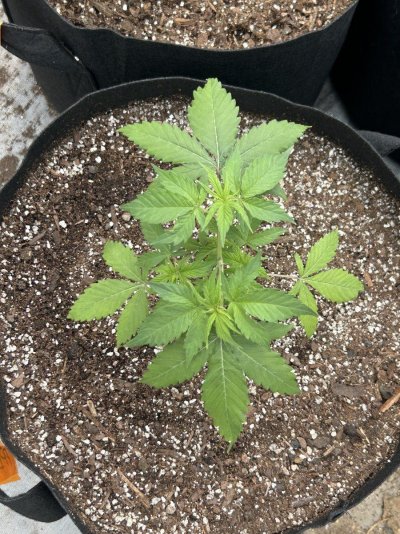 Outdoor grow northern New Mexico