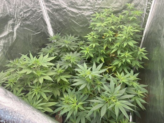 First grow attempt- 4 Runtz Photos