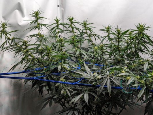sw-michigan-cheap-clones-4tr.jpg