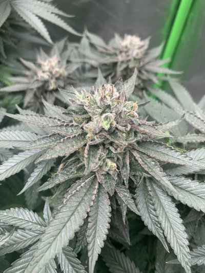 Sugarcane Sundae 127 days wk 8 F (5).JPG
