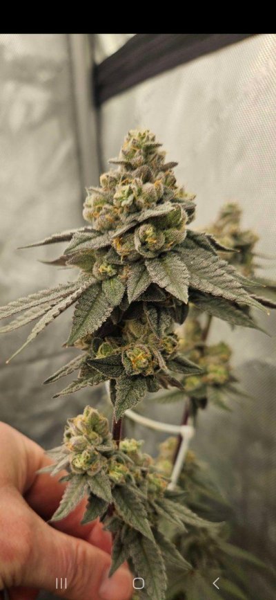 Exotic genetix grow under the ks3000