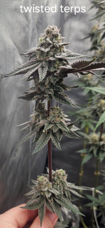 Let's See Your Frostiest Flowers