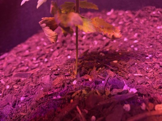 whats-wrong-with-my-plant-4.jpeg