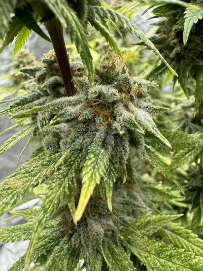 Let's See Your Frostiest Flowers
