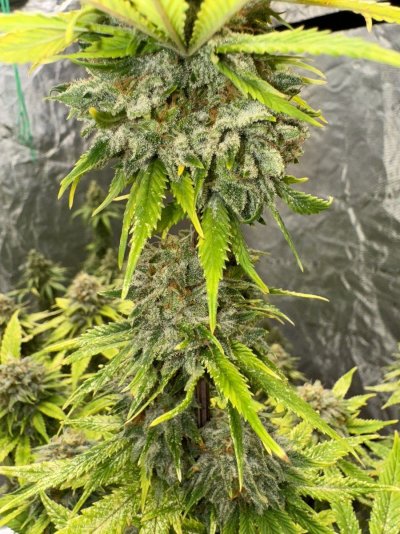 Let's See Your Frostiest Flowers