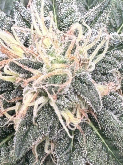 IMG_0030.jpeg