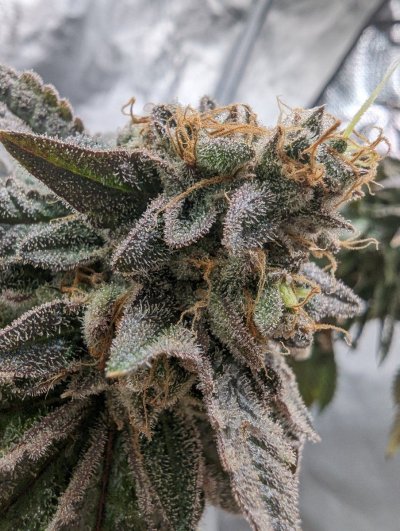 Let's See Your Frostiest Flowers