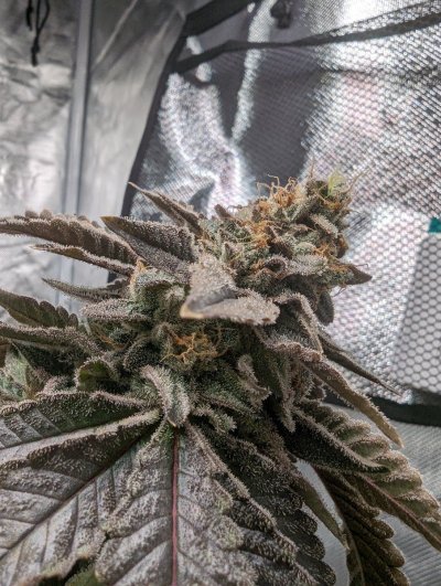 Let's See Your Frostiest Flowers