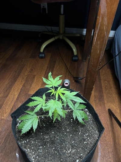 Gorilla cream clone ! Any advice !