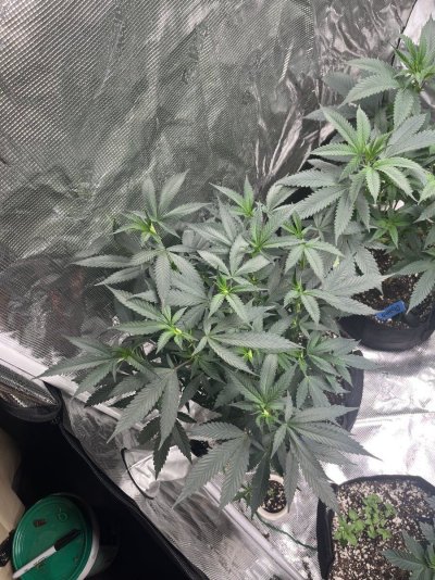 Just some pics of my girls in the 90+ heat and a spider in my tent!