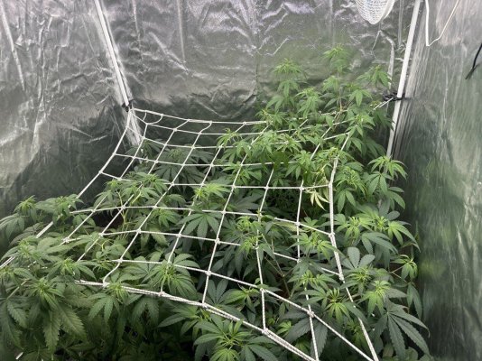 First grow attempt- 4 Runtz Photos