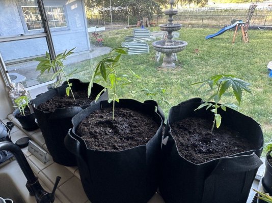 rookie-outdoor-grow-in-hollister-ca-4.jpeg