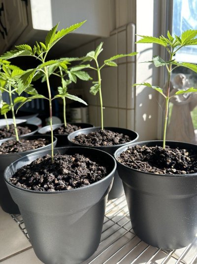 rookie-outdoor-grow-in-hollister-ca-12.jpeg