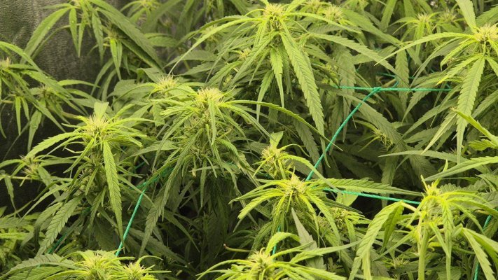 nutrients  stopping at week 6 or longer