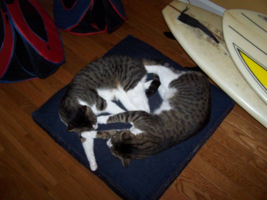 lab love (new) 046.jpg