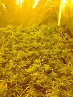 ,,,,,,updated scrog photos agan 8-31-11 004.jpg