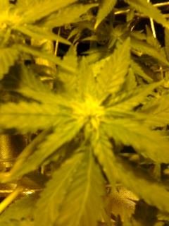 ,,,,,,updated scrog photos agan 8-31-11 007.jpg