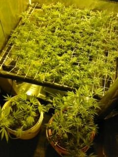 ,,,,,,updated scrog photos agan 8-31-11 022.jpg