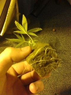 ,,,,,,updated scrog photos agan 8-31-11 015.jpg