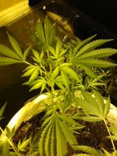 ,,,,,,updated scrog photos agan 8-31-11 019.jpg
