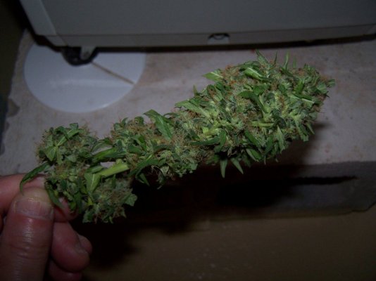 hash bomb 007.jpg