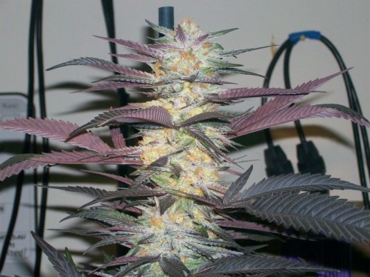 Purkle1.0b (1200 x 900).jpg
