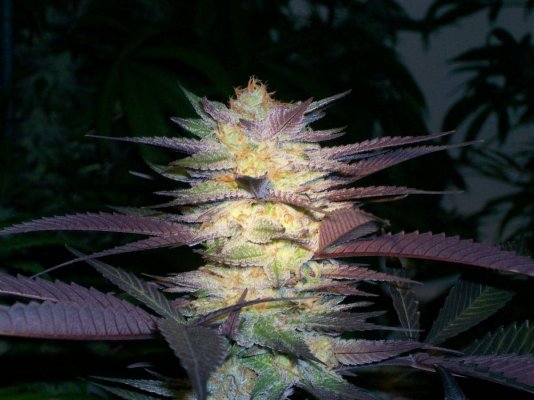 Purkle1.0c (1200 x 900).jpg