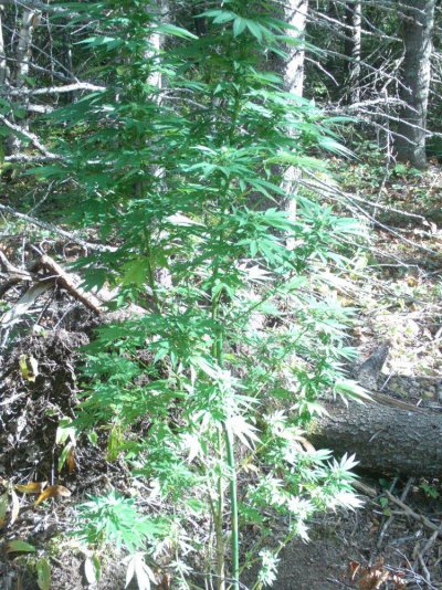 !!!!!outdoor plants updated 007.JPG