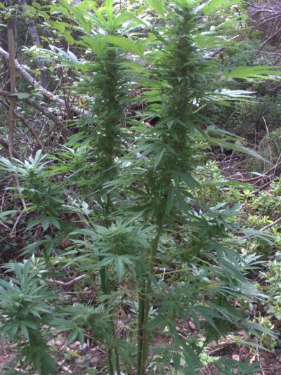!!!!!outdoor plants updated 017.JPG