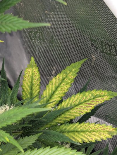 Plant has developed a deficiency, what is this?