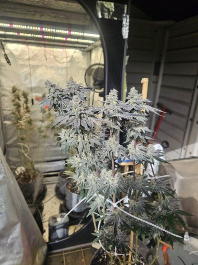 Let's See Your Frostiest Flowers