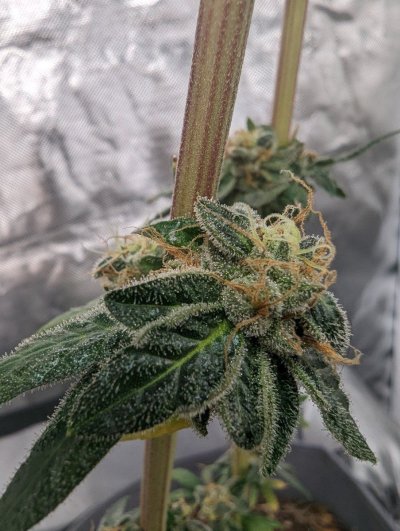 Let's See Your Frostiest Flowers