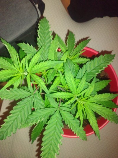 Why are my leaves doing this?