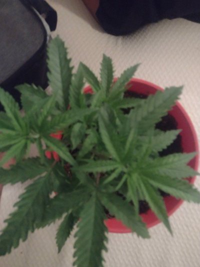 why-are-my-leaves-doing-this-2.jpg