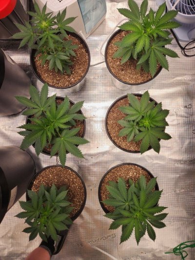 Leaves curling with a yellowish and glossy looking tint