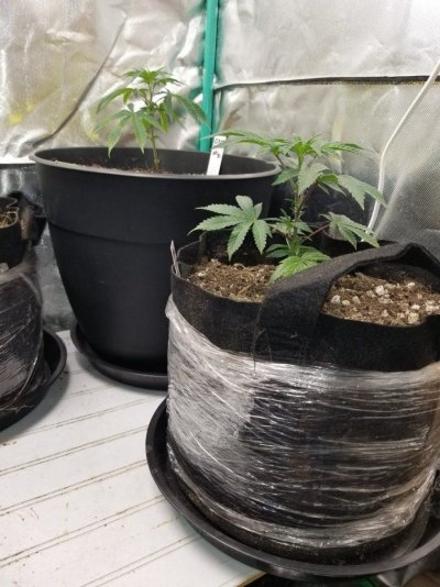 Drooping leaves and yellowing, Help!