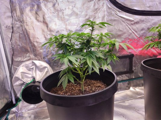 Should I continue these girls in veg? or just throw them into flower? Its been 2 and a half months from seed
