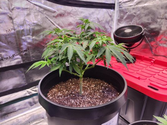 Should I continue these girls in veg? or just throw them into flower? Its been 2 and a half months from seed