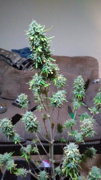 The girls are ready..so choppd and hung